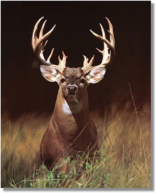 Field hunting moment